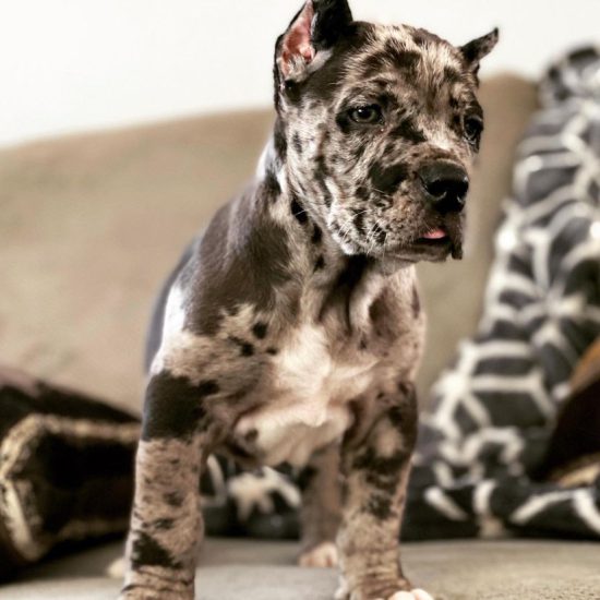 Rex Rex