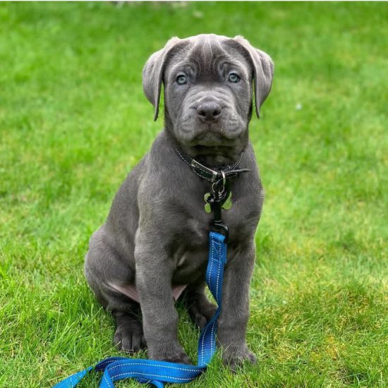 Rocco Rocco